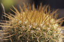 Mammillaria eriacantha